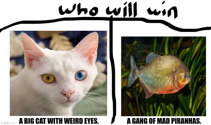 who will win | A BIG CAT WITH WEIRD EYES.                      A GANG OF MAD PIRANHAS. | image tagged in memes,kitty,fights | made w/ Imgflip meme maker