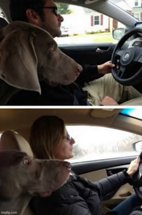 they were arguing on who drives better so they decided to make the dog decide whom is better at driving | image tagged in dogs | made w/ Imgflip meme maker