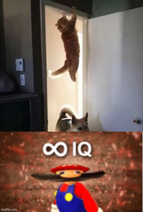 I'll give that cat an oscar for knowing how to hide | image tagged in infinite iq,cats | made w/ Imgflip meme maker