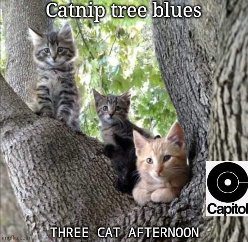 Their new album is "meow-tastic!" | Catnip tree blues; THREE CAT AFTERNOON | image tagged in kitty cat,vocaloid,group,hit,record | made w/ Imgflip meme maker