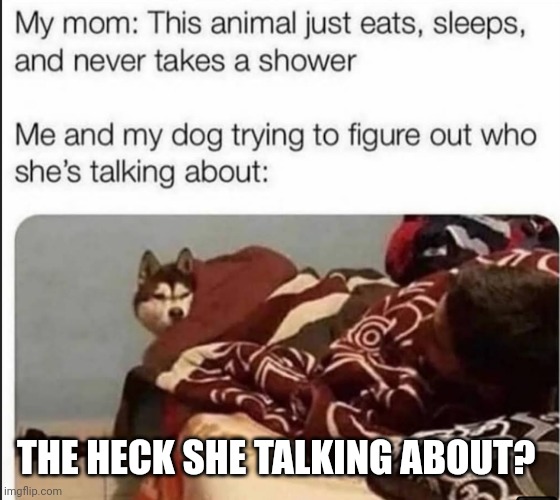 THE HECK SHE TALKING ABOUT? | image tagged in dog,memes | made w/ Imgflip meme maker