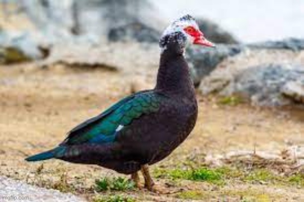 Muscovy Duck | image tagged in duck | made w/ Imgflip meme maker