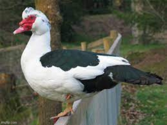 Fun Fact: Muscovy ducks have a ritual dance they do | image tagged in muscovy ducks | made w/ Imgflip meme maker