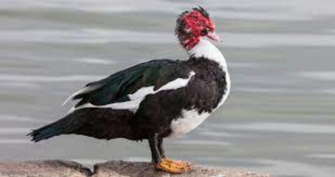 Another Fun Fact: I own around 7-9 Muscovy ducks | image tagged in muscovy ducks | made w/ Imgflip meme maker