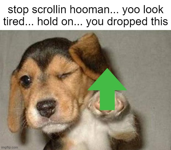 Have an upvote | stop scrollin hooman... yoo look tired... hold on... you dropped this | image tagged in winking dog,memes,upvote doggo,upvote,funny,wholesome | made w/ Imgflip meme maker