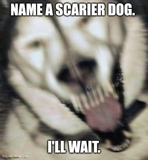 S c a r y b o i | NAME A SCARIER DOG. I'LL WAIT. | image tagged in s c a r y b o i | made w/ Imgflip meme maker