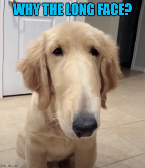 A dog that has a long nose | WHY THE LONG FACE? | image tagged in a dog that has a long nose | made w/ Imgflip meme maker