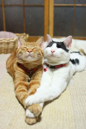image tagged in cats,animals,cute