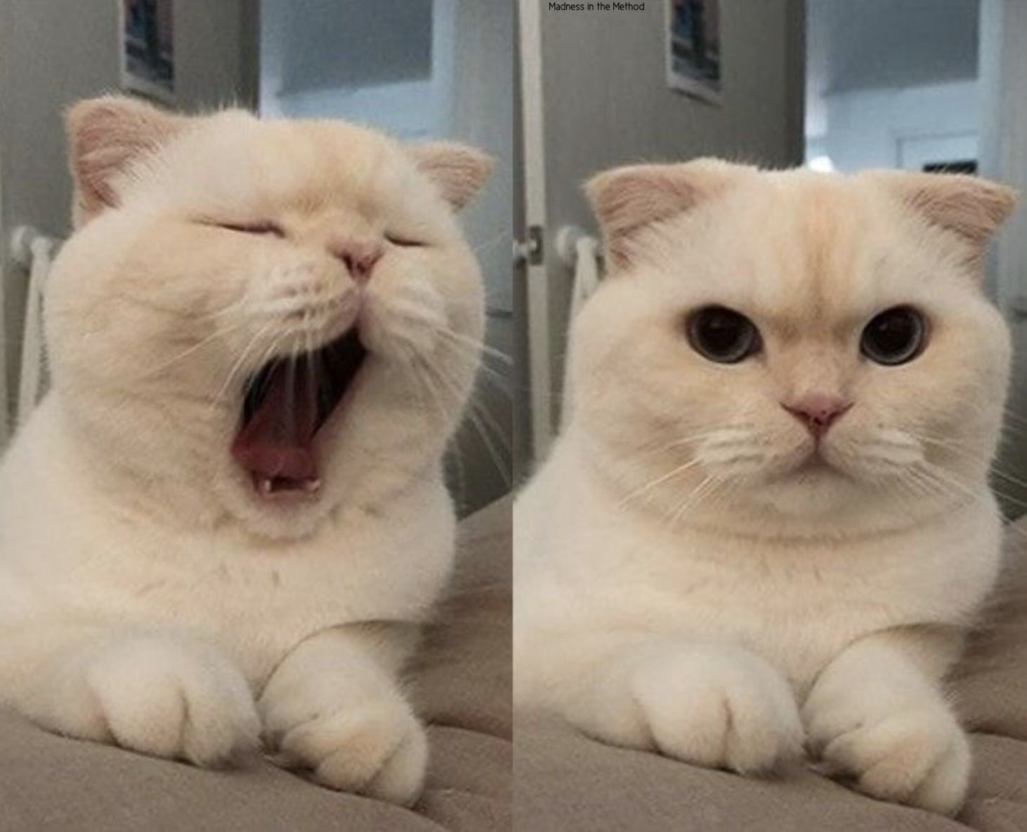 High Quality Yawning Cat What Do You Think? Blank Meme Template