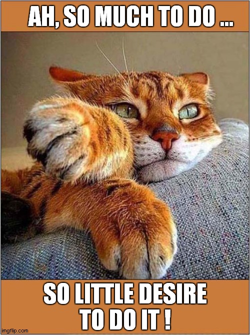 Cattitude ! | AH, SO MUCH TO DO ... SO LITTLE DESIRE
TO DO IT ! | image tagged in cats,lazy cat | made w/ Imgflip meme maker