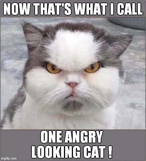 Fear This Cat ! | NOW THAT'S WHAT I CALL; ONE ANGRY LOOKING CAT ! | image tagged in cats,now thats what i call,angry cat | made w/ Imgflip meme maker