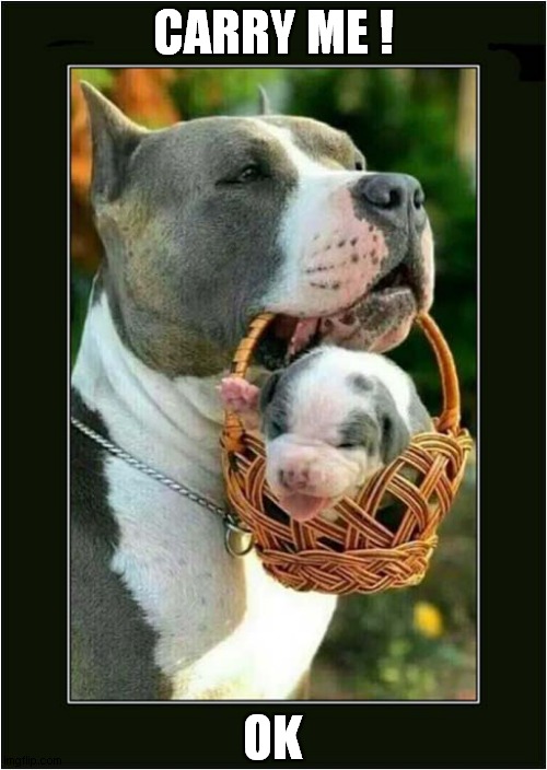 Everybody Say ' Ahhhh ! ' | CARRY ME ! OK | image tagged in dogs,puppy,basket | made w/ Imgflip meme maker