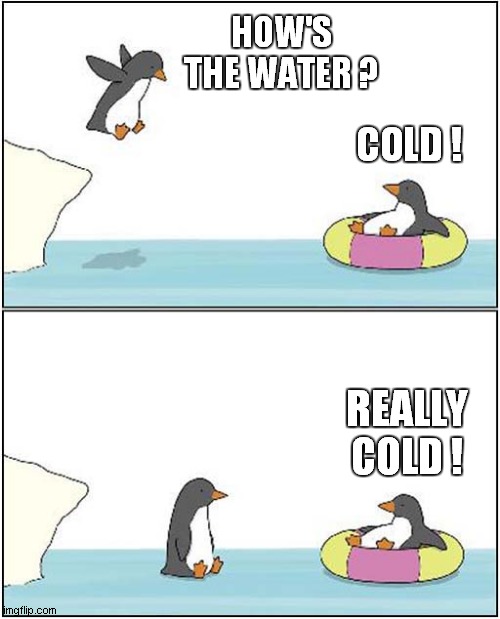 One Mean Penguin ! |  HOW'S THE WATER ? COLD ! REALLY COLD ! | image tagged in fun,penguins,cartoon | made w/ Imgflip meme maker