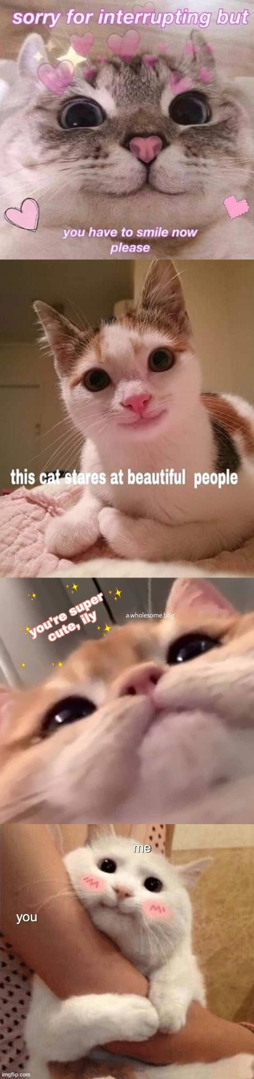 Your emotions are always valid and you are loved <333 Always remember to take care of yourself and to love yourself <333 | image tagged in cats,wholesome,i love you,congratulations you are being rescued please do not resist,you know who else is beautiful,you | made w/ Imgflip meme maker