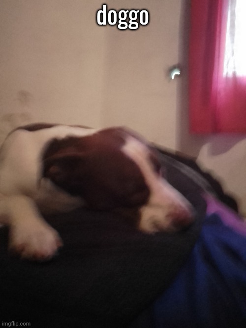 doggo | made w/ Imgflip meme maker