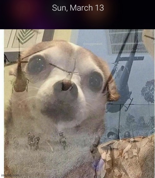 image tagged in ptsd chihuahua | made w/ Imgflip meme maker