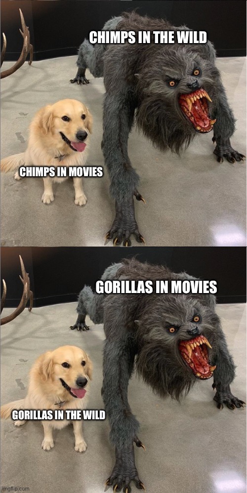 Monke | CHIMPS IN THE WILD; CHIMPS IN MOVIES; GORILLAS IN MOVIES; GORILLAS IN THE WILD | image tagged in dog vs werewolf,chimp,gorilla | made w/ Imgflip meme maker