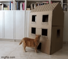 Cat Cardboard House Imgflip cat-cardboard-house-imgflip