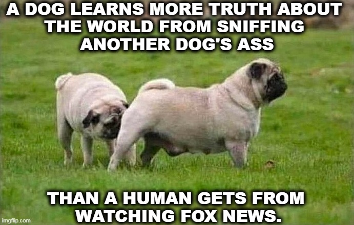 Watching Fox News makes you stupid. It's also contagious. | A DOG LEARNS MORE TRUTH ABOUT 
THE WORLD FROM SNIFFING 
ANOTHER DOG'S ASS; THAN A HUMAN GETS FROM 
WATCHING FOX NEWS. | image tagged in dog,sniff,dogs,smart,fox news,dumb | made w/ Imgflip meme maker