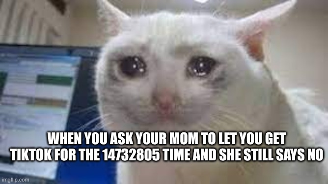 nooooooo | WHEN YOU ASK YOUR MOM TO LET YOU GET TIKTOK FOR THE 14732805 TIME AND SHE STILL SAYS NO | image tagged in sad cat | made w/ Imgflip meme maker