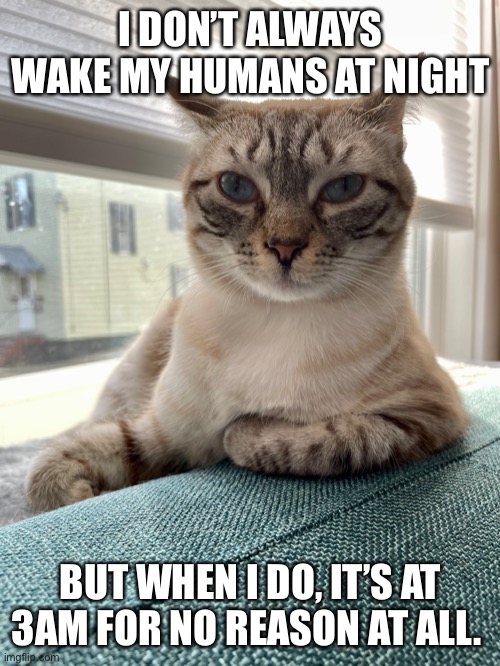 Most interesting cat in the world | I DON’T ALWAYS WAKE MY HUMANS AT NIGHT; BUT WHEN I DO, IT’S AT 3AM FOR NO REASON AT ALL. | image tagged in cat,the most interesting man in the world | made w/ Imgflip meme maker