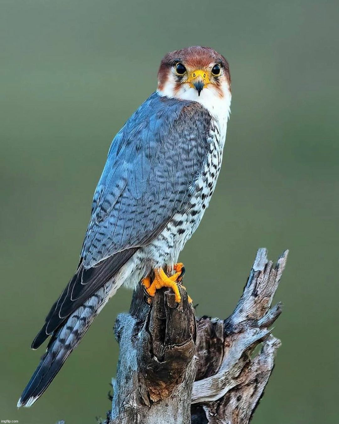 image tagged in awesome | made w/ Imgflip meme maker