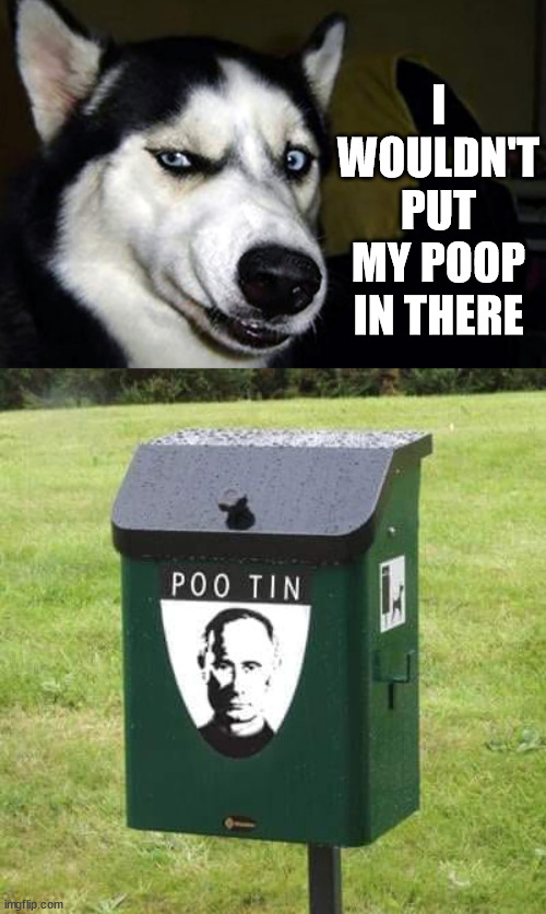 I WOULDN'T PUT MY POOP IN THERE | image tagged in disgusted dog,eye roll | made w/ Imgflip meme maker