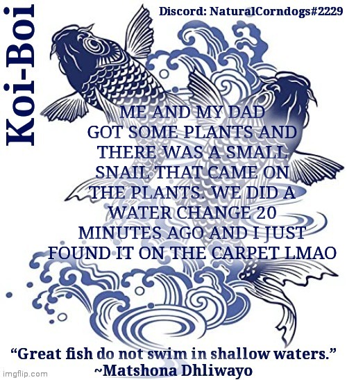 It's fine surprisingly | ME AND MY DAD GOT SOME PLANTS AND THERE WAS A SMALL SNAIL THAT CAME ON THE PLANTS. WE DID A WATER CHANGE 20 MINUTES AGO AND I JUST FOUND IT ON THE CARPET LMAO | image tagged in koi-boi's fish template | made w/ Imgflip meme maker