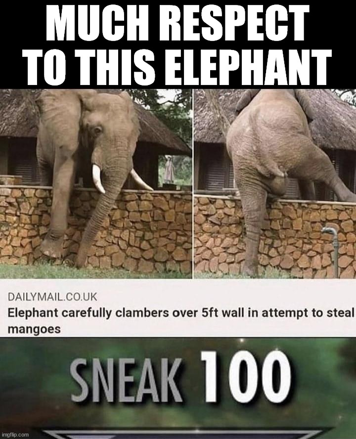 MUCH RESPECT TO THIS ELEPHANT | image tagged in press f to pay respects | made w/ Imgflip meme maker