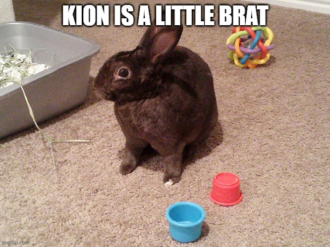 Rabbit with toys | KION IS A LITTLE BRAT | image tagged in rabbit with toys,memes,the lion guard | made w/ Imgflip meme maker