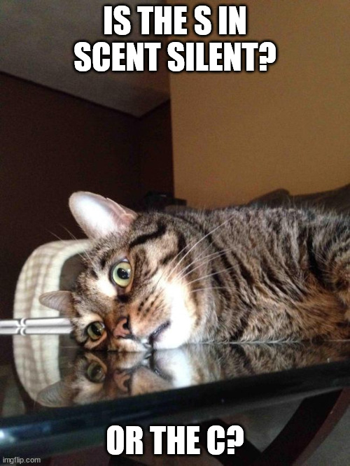 Existential Crisis Cat | IS THE S IN SCENT SILENT? OR THE C? | image tagged in existential crisis cat,memes | made w/ Imgflip meme maker