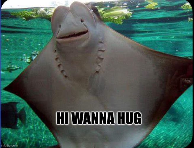 HI WANNA HUG | image tagged in meme | made w/ Imgflip meme maker