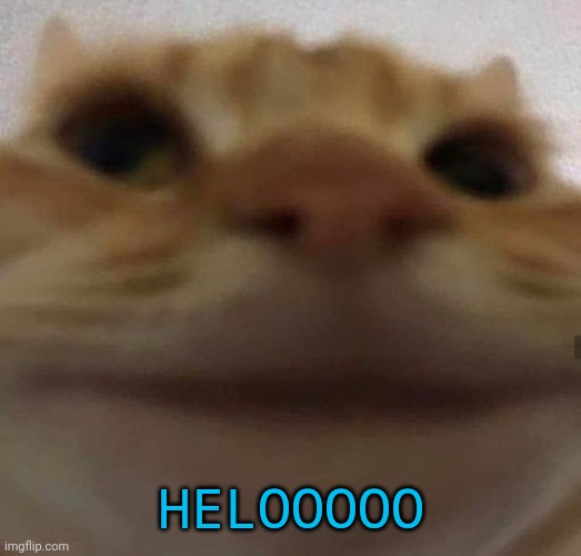 awkward cat | HELOOOOO | image tagged in awkward cat | made w/ Imgflip meme maker