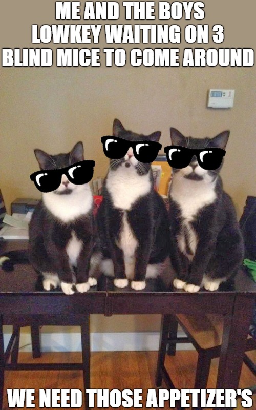 the boys | ME AND THE BOYS LOWKEY WAITING ON 3 BLIND MICE TO COME AROUND; WE NEED THOSE APPETIZER'S | image tagged in three cats,three cats chilling | made w/ Imgflip meme maker