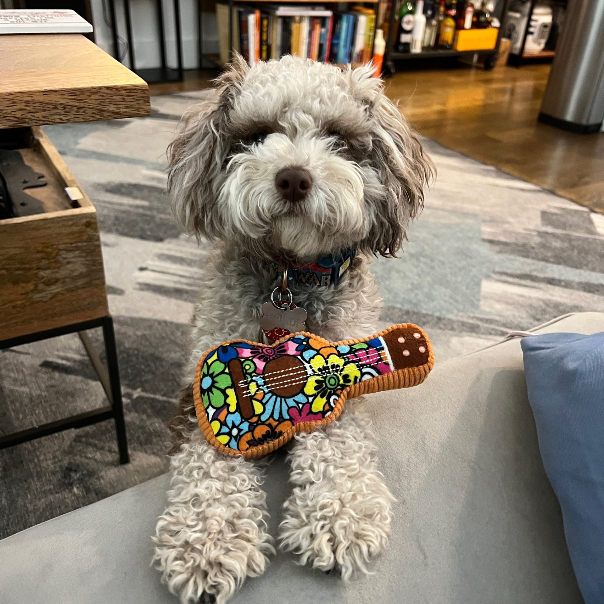 High Quality acoustic dog guitar Blank Meme Template