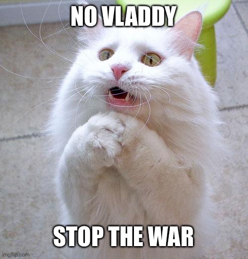 WE CAN AND WILL SEDUCE PUTIN OUT OF THE WAR | NO VLADDY; STOP THE WAR | image tagged in begging cat | made w/ Imgflip meme maker