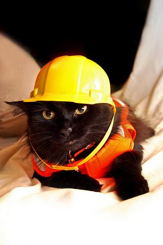 High Quality Construction Cat Blank Meme Template