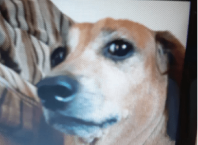 High Quality Meg's meme Blank Meme Template