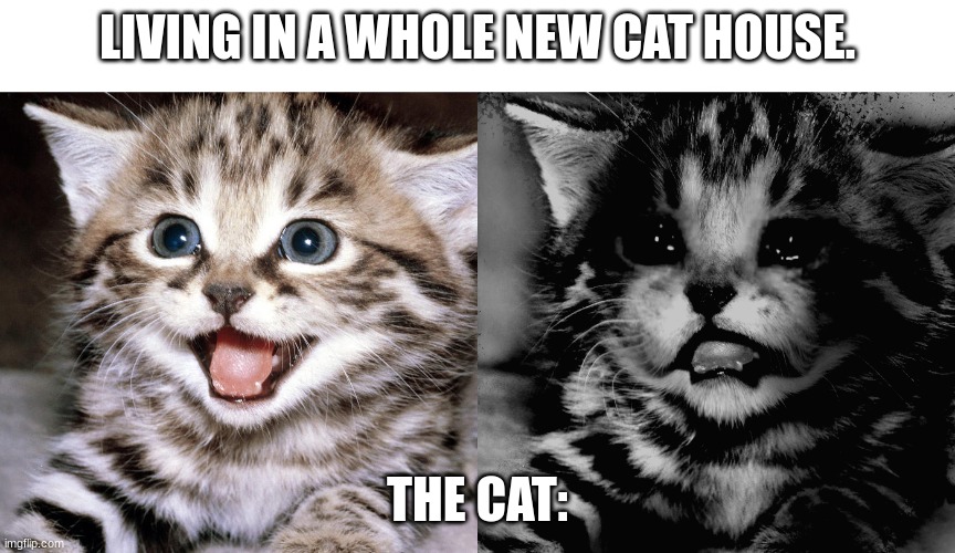 Traumatized Mr. Incredible but It's a crying cat | LIVING IN A WHOLE NEW CAT HOUSE. THE CAT: | image tagged in traumatized mr incredible but it's a crying cat | made w/ Imgflip meme maker