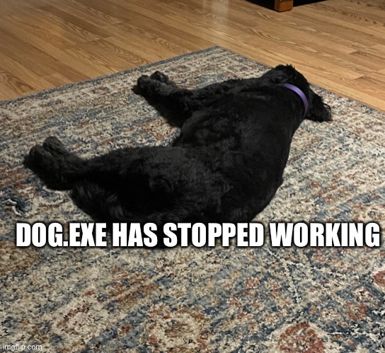 Dog has stopped working | DOG.EXE HAS STOPPED WORKING | image tagged in dog exe has stopped working | made w/ Imgflip meme maker
