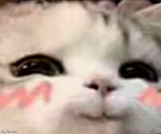 cute cat | image tagged in cute cat | made w/ Imgflip meme maker