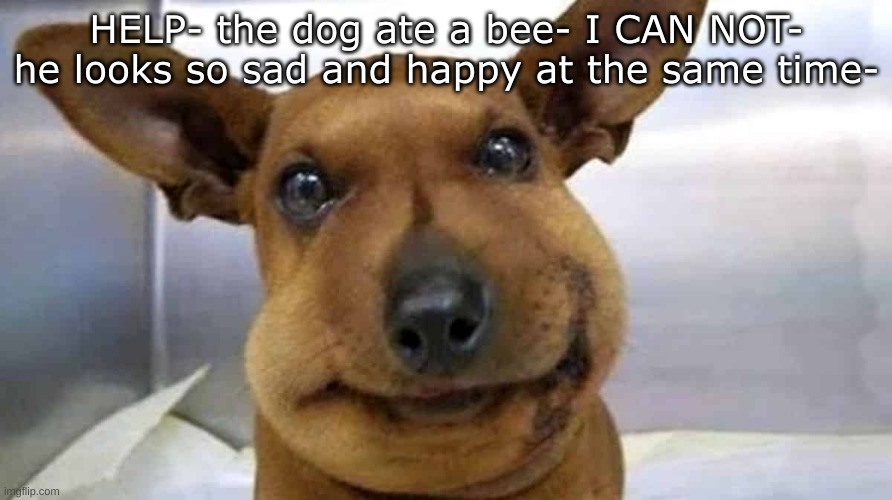 HELP- the dog ate a bee- I CAN NOT- he looks so sad and happy at the same time- | made w/ Imgflip meme maker