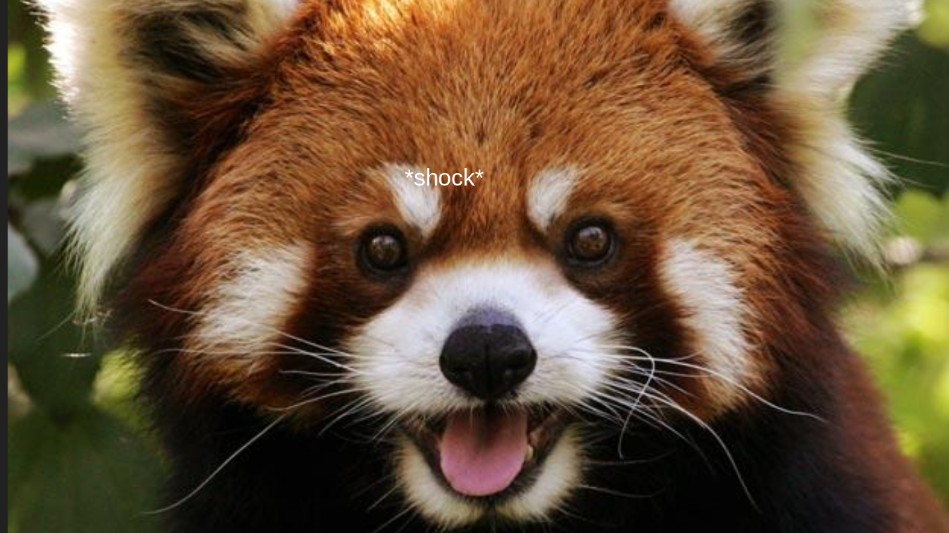 Shocked red panda Blank Meme Template