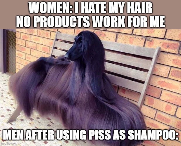 Title | WOMEN: I HATE MY HAIR NO PRODUCTS WORK FOR ME; MEN AFTER USING PISS AS SHAMPOO: | image tagged in hair dog,so true memes | made w/ Imgflip meme maker