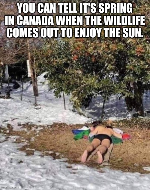 Springtime | YOU CAN TELL IT'S SPRING IN CANADA WHEN THE WILDLIFE COMES OUT TO ENJOY THE SUN. | image tagged in spring,meanwhile in canada | made w/ Imgflip meme maker