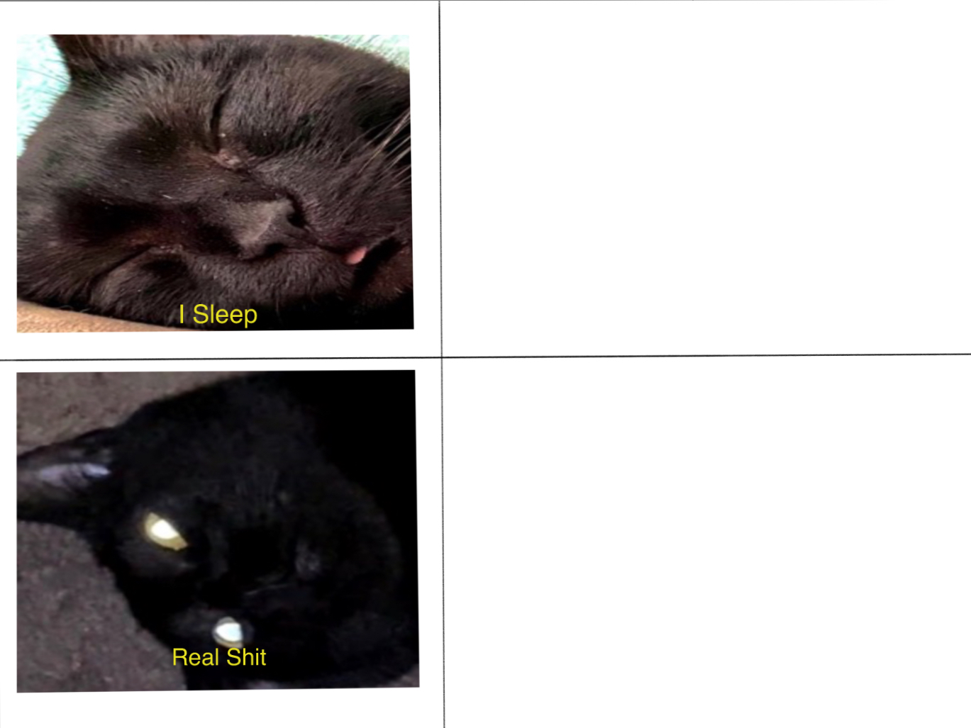 Sleeping Shaq Cat Blank Meme Template