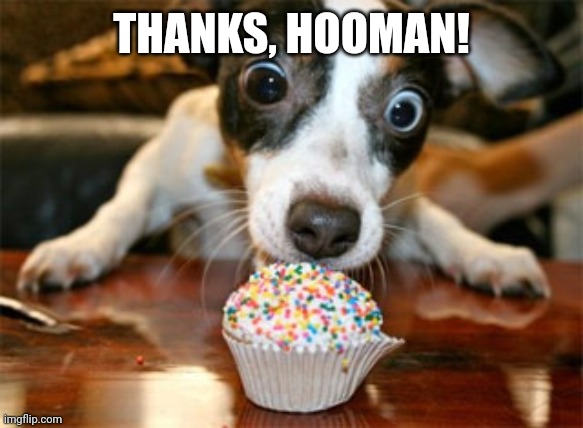dog eating cake | THANKS, HOOMAN! | image tagged in dog eating cake | made w/ Imgflip meme maker