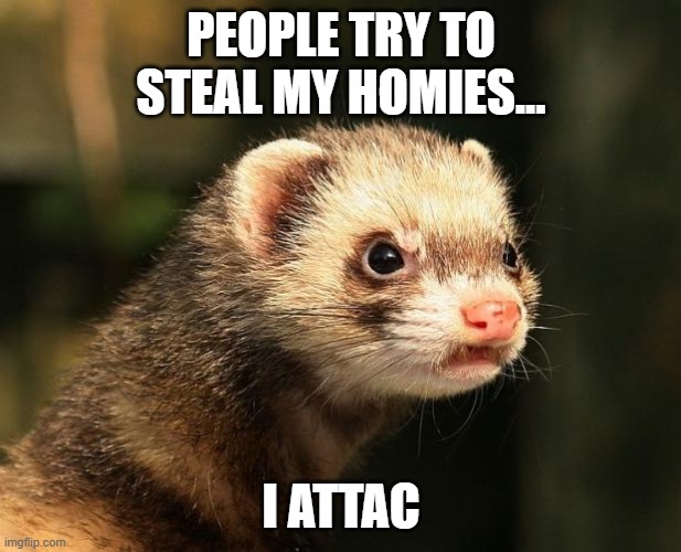 Frustrated Ferret | PEOPLE TRY TO STEAL MY HOMIES... I ATTAC | image tagged in frustrated ferret | made w/ Imgflip meme maker