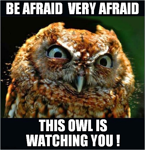 One Angry Bird ! | BE AFRAID  VERY AFRAID; THIS OWL IS
WATCHING YOU ! | image tagged in owl,be afraid,i'm watching you | made w/ Imgflip meme maker