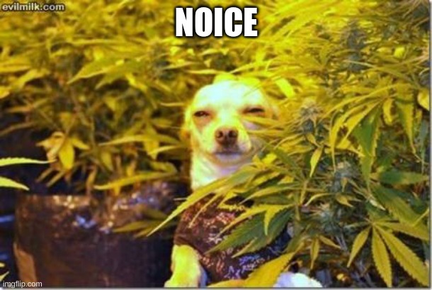 High dog | NOICE | image tagged in high dog | made w/ Imgflip meme maker